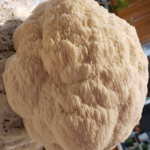 Lions Mane Mushroom