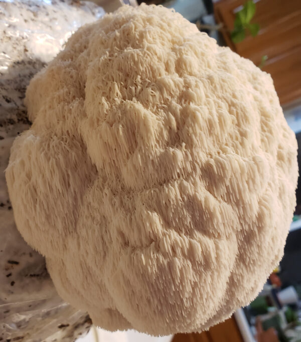 Lions Mane Mushroom